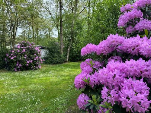 a bunch of purple flowers in a yard at Thuisje van Hout, tiny house in Drentse natuur in Zuidwolde