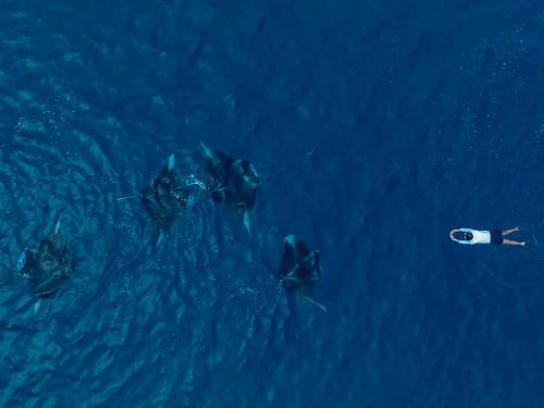 a group of dolphins swimming in the ocean at Sirru Fen Fushi Private Lagoon Resort Maldives in Shaviyani Atoll
