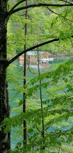 a view of a river through the leaves of trees at Hotel Garni Schlossblick in Hohenschwangau
