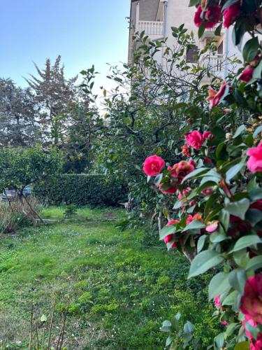 a garden with pink roses and a building at Guest House Plima 2 in Budva
