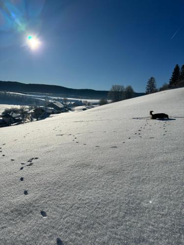 a dog walking on a beach with footprints in the snow at Le belvédère des deux lacs in Le Brey et Maison du Bois