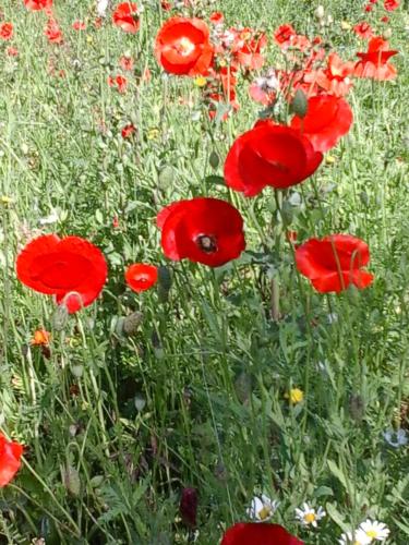 un champ de pavot rouge et d’autres fleurs dans l'établissement Les 4 Portes, à Le Mesnillard