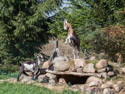 two goats are jumping over a pile of rocks at Landhaus Alte Schmiede in Niemegk