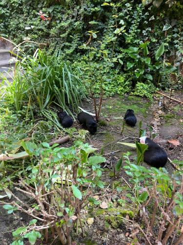 a group of birds sitting in the grass at Yanapanakusun Cusco in Cusco