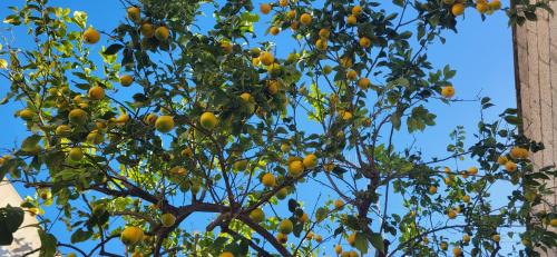 an orange tree with lots of oranges on it at INN My Place in Selargius
