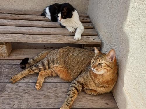 Κατοικίδιο ή κατοικίδια επισκεπτών που μένουν στο chambre d hôtes Aramon