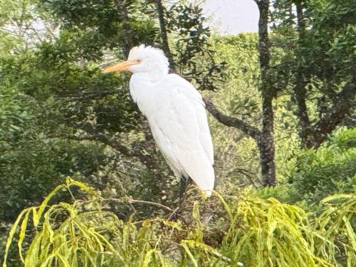 a white bird standing on top of some grass at Cabaña del Lago in Marsella