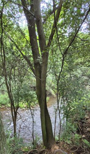 a tree in front of a river with water at Piece of EDEN in Skeerpoort