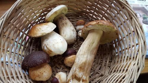 a basket full of different types of mushrooms at La Castagna Matta in Albareto