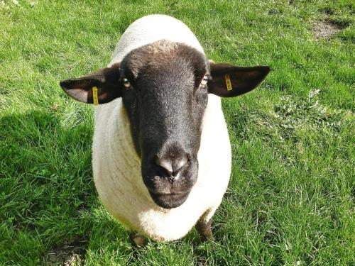 a black and white sheep standing in the grass at Ferienhof Landhaus Markus, Süderschwei in Süderschwei