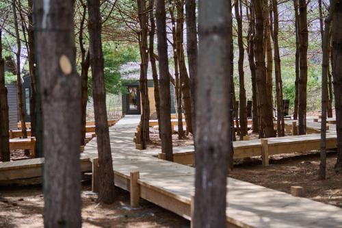 a wooden boardwalk in the middle of a forest at Black Forest Cabins in Mahone Bay
