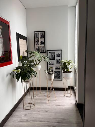 a hallway with three potted plants in a room at Hotel WLH Silver Corferias in Bogotá