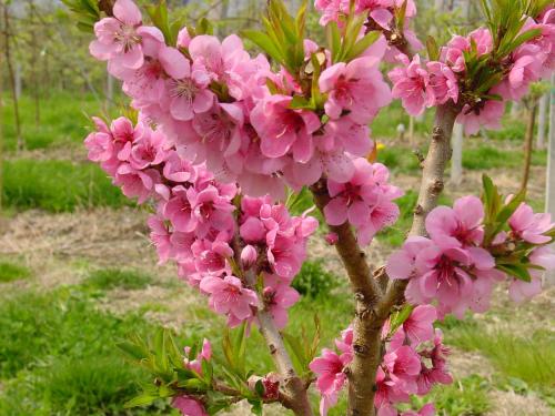 a bunch of pink flowers on a tree at Pension Appartment Hecherhof in Merano