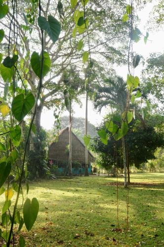 a field with a tree and a building in the background at Bocawina Rainforest Resort in Hopkins
