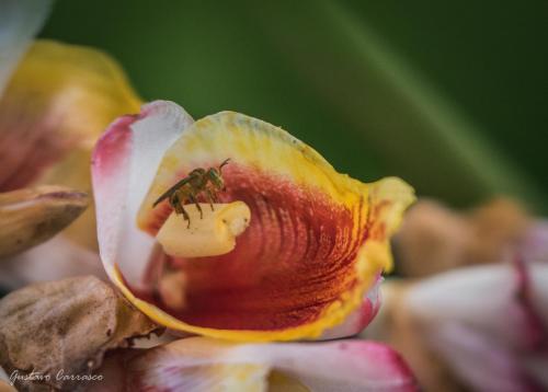 Galería fotográfica de Manish Hotel Ecólogico en Pucallpa