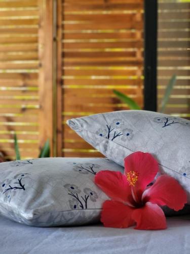 a red flower on a bed with two pillows at Studio Tibiscus - Riviere Salée in Médecin