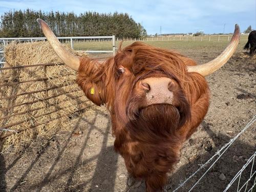 a brown bull with horns standing in a field at The Wee Heilan' Dram in Keith