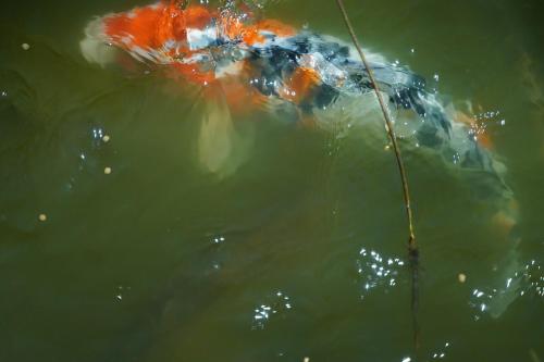 a kite in the water with a string in it at Cozy Catskill Log Home in Monticello