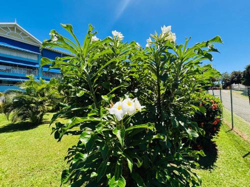 a bush with white flowers in front of a building at Ste Luce, N° 11 Appart -300m Plage de Mabouyas in Corps de Garde
