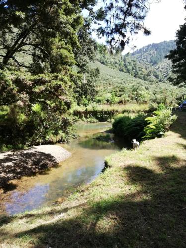 a river with a animal standing in the middle of it at Old Mountain Road Retreat in Raglan