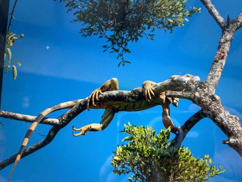 a lizard is sitting on a tree branch at Cabinas Caribe Luna in Cahuita