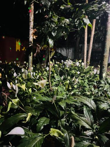 a garden filled with lots of green plants at Twin Cottages Resort Coorg in Madikeri