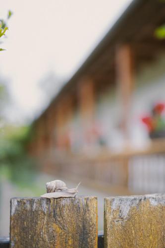 a small bird sitting on top of a wooden post at Béke Vendégház in Hollókő