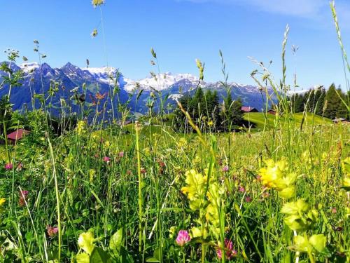 a field of flowers with mountains in the background at Scenic Mountain Stay in Bartholomäberg in Bartholomäberg