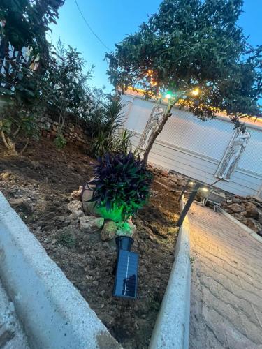 a garden with a plant on the side of a street at Antalyanın kalbinde teraslı odalar in Antalya