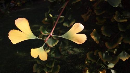 two yellow flowers are hanging from a tree at Comfortable house - garden and parking in Farra di Soligo