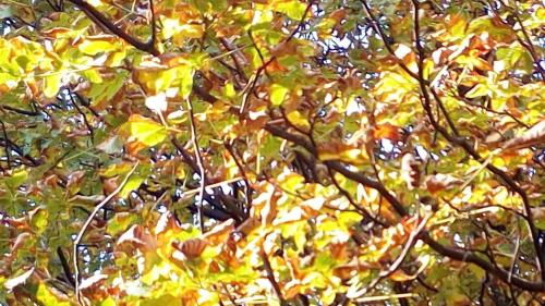 a black butterfly is sitting on a tree branch at Comfortable house - garden and parking in Farra di Soligo