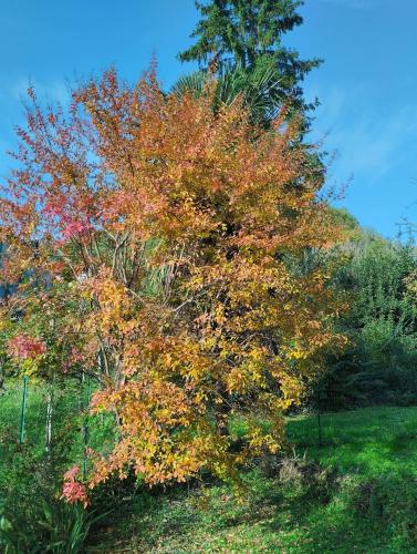 a tree with colorful leaves on it in a field at Comfortable house - garden and parking in Farra di Soligo
