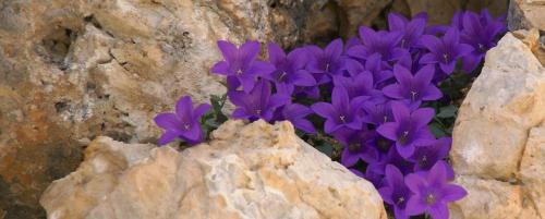 a bunch of purple flowers in a rock at Comfortable house - garden and parking in Farra di Soligo
