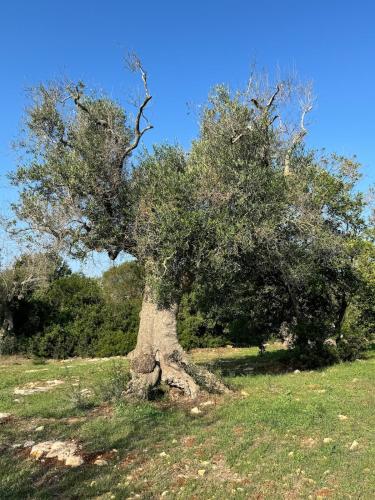 Φυσικό τοπίο κοντά σε αυτή η βίλα