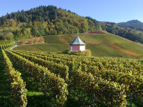 a small building in the middle of a vineyard at Ferienwohnung Huschle in Kappelrodeck