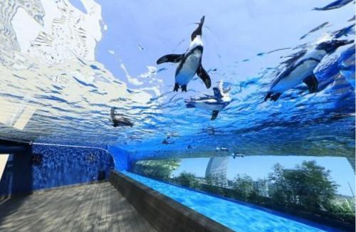 東京にあるksf上池袋3丁目101の水族館の水中のペンギン群