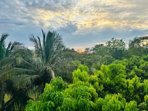 a view of a jungle with palm trees and clouds at Hotel Sunil's in Kataragama