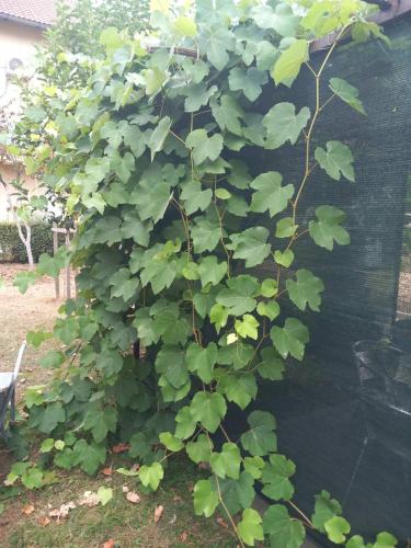 a large green bush next to a fence at Apartment Ramdedovic1 in Sarajevo