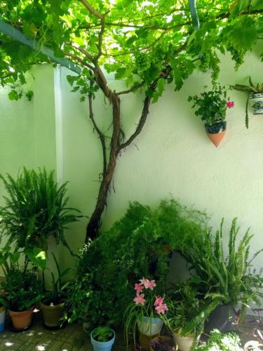 a group of potted plants on a wall at LA CASA AZUL -Mancha Real, Jaen, Úbeda, Baeza- in Mancha Real