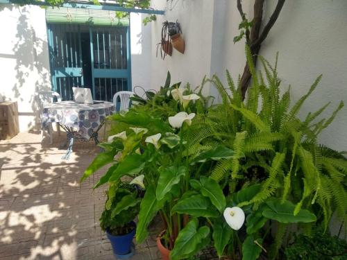 a group of plants sitting next to a building at LA CASA AZUL -Mancha Real, Jaen, Úbeda, Baeza- in Mancha Real