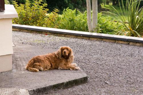 Gallery image of Mountain View B&B in Lauragh