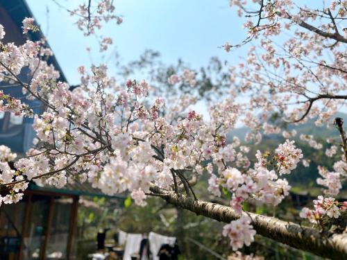 a branch of a tree with pink flowers on it at Sapa Eco Hugo in Sa Pa