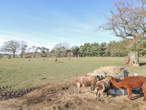 a group of animals and a horse in a field at Shorthorn Barn in Norwich