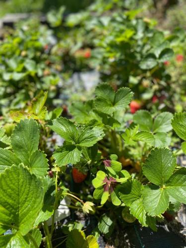 a strawberry plant with green leaves and red strawberries at Bellagio Lake View apartment Rosabella with swimming-pool in Civenna