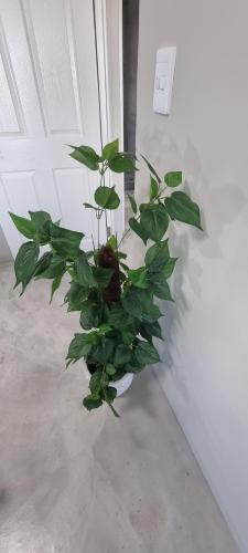 a green plant sitting next to a wall at MaKarLi Blu in St Helena Bay