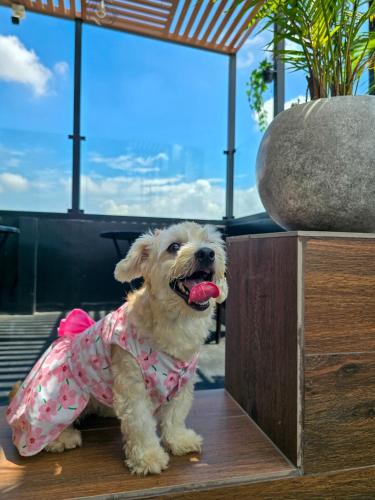 a dog wearing a dress sitting on a table at Yours Hotel Lifestyle in Chiclayo