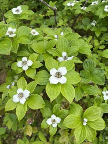 a group of white flowers with green leaves at Stunning Waterfront Condo Breathtaking Views 202 in Juneau
