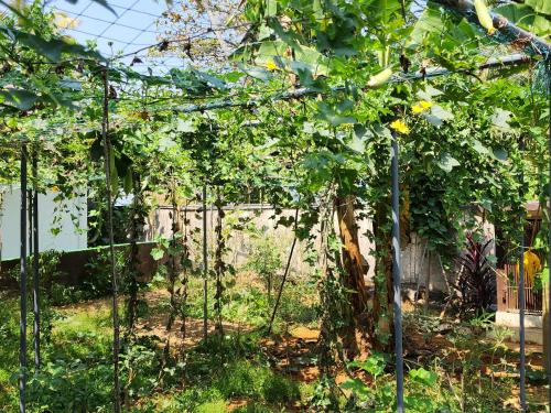 a garden with a fence and a bunch of vines at ILLIKKALAM Lakeside Cottages Kumarakom Kerala in Kumarakom