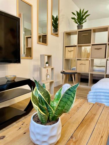 un salon avec une plante en pot sur une table dans l'établissement Grand studio Ô Joie, à Auxerre