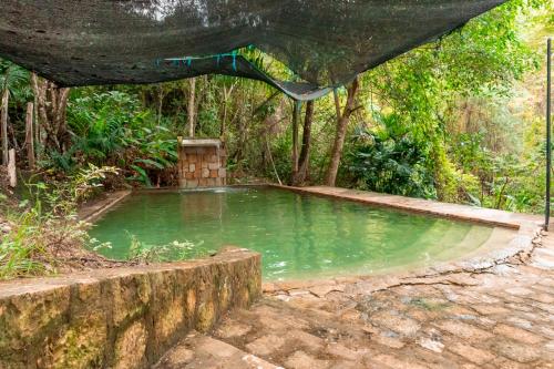 a pool of green water in a forest at Selva Serena in Anapoima